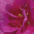Fioletowy  - Róże miniaturowe - Blue Peter